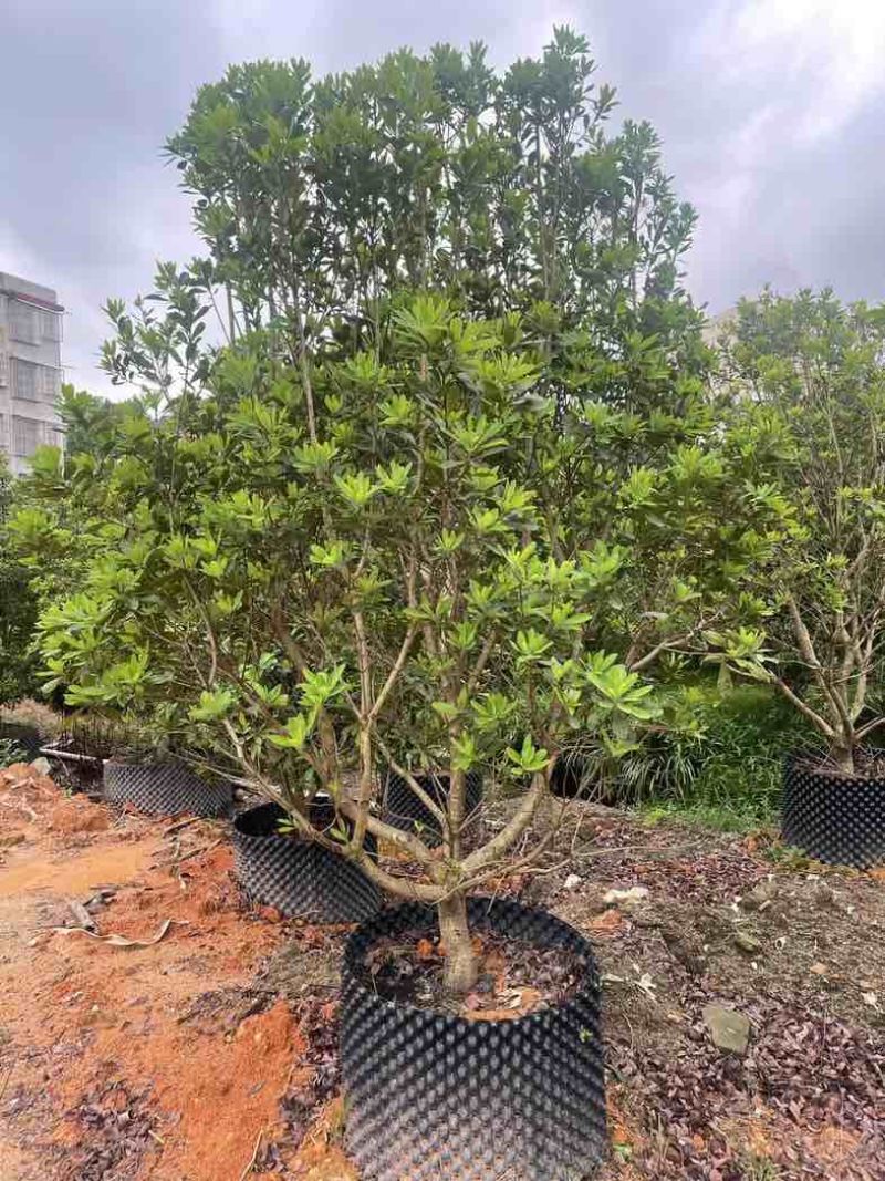 杨梅树5～15公分基地直销规格齐全有需要的老板欢迎来电