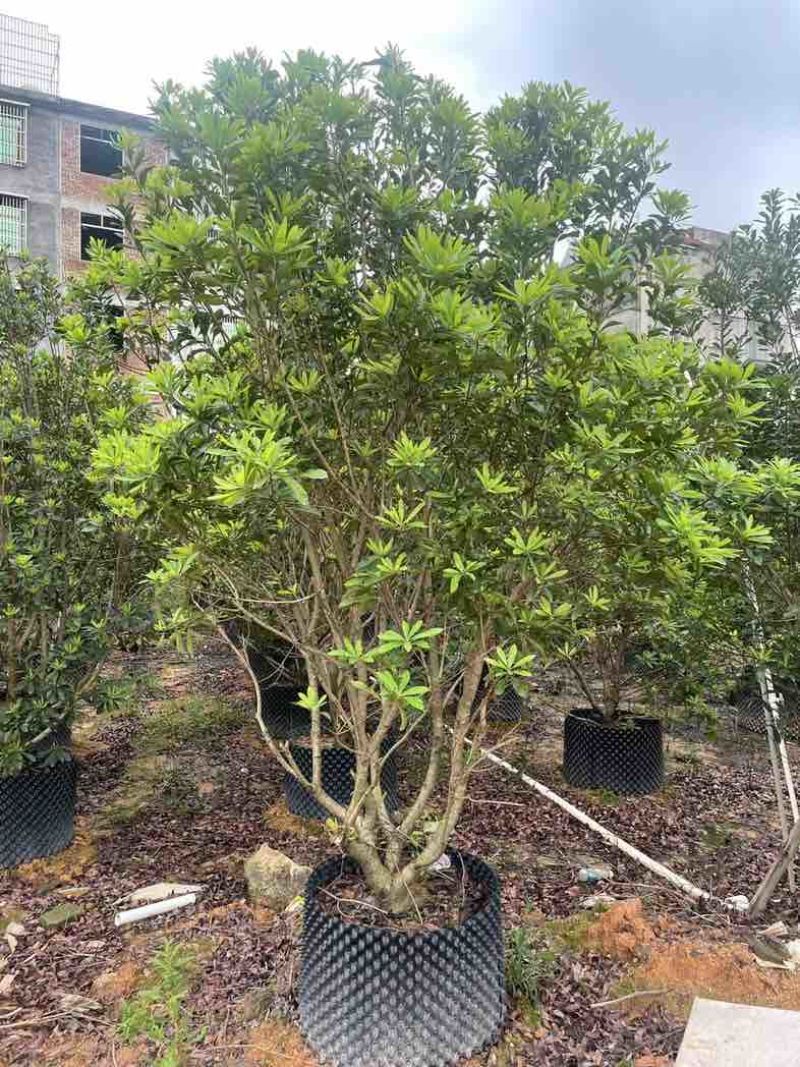 杨梅树5～15公分基地直销规格齐全有需要的老板欢迎来电