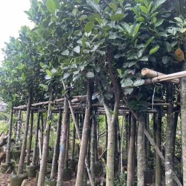 菠萝蜜树3～10公分基地直销规格齐全有需要的老板欢迎来电