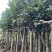 菠萝蜜树3～10公分基地直销规格齐全有需要的老板欢迎来电