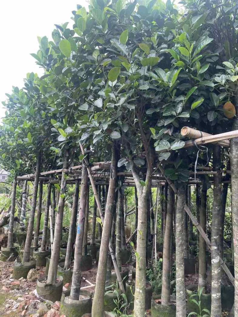 菠萝蜜树3～10公分基地直销规格齐全有需要的老板欢迎来电