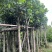 菠萝蜜树3～10公分基地直销规格齐全有需要的老板欢迎来电