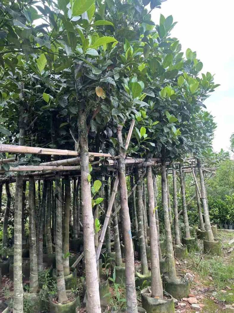 菠萝蜜树3～10公分基地直销规格齐全有需要的老板欢迎来电