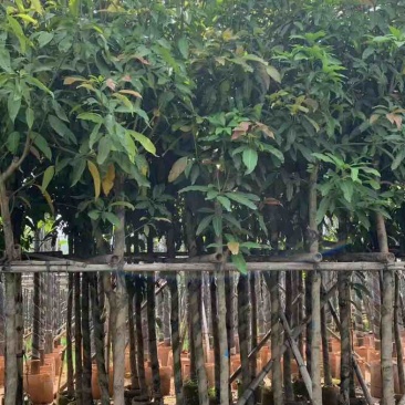 芒果树5～15公分基地直销规格齐全有需要的老板欢迎来电