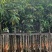 芒果树5～15公分基地直销规格齐全有需要的老板欢迎来电