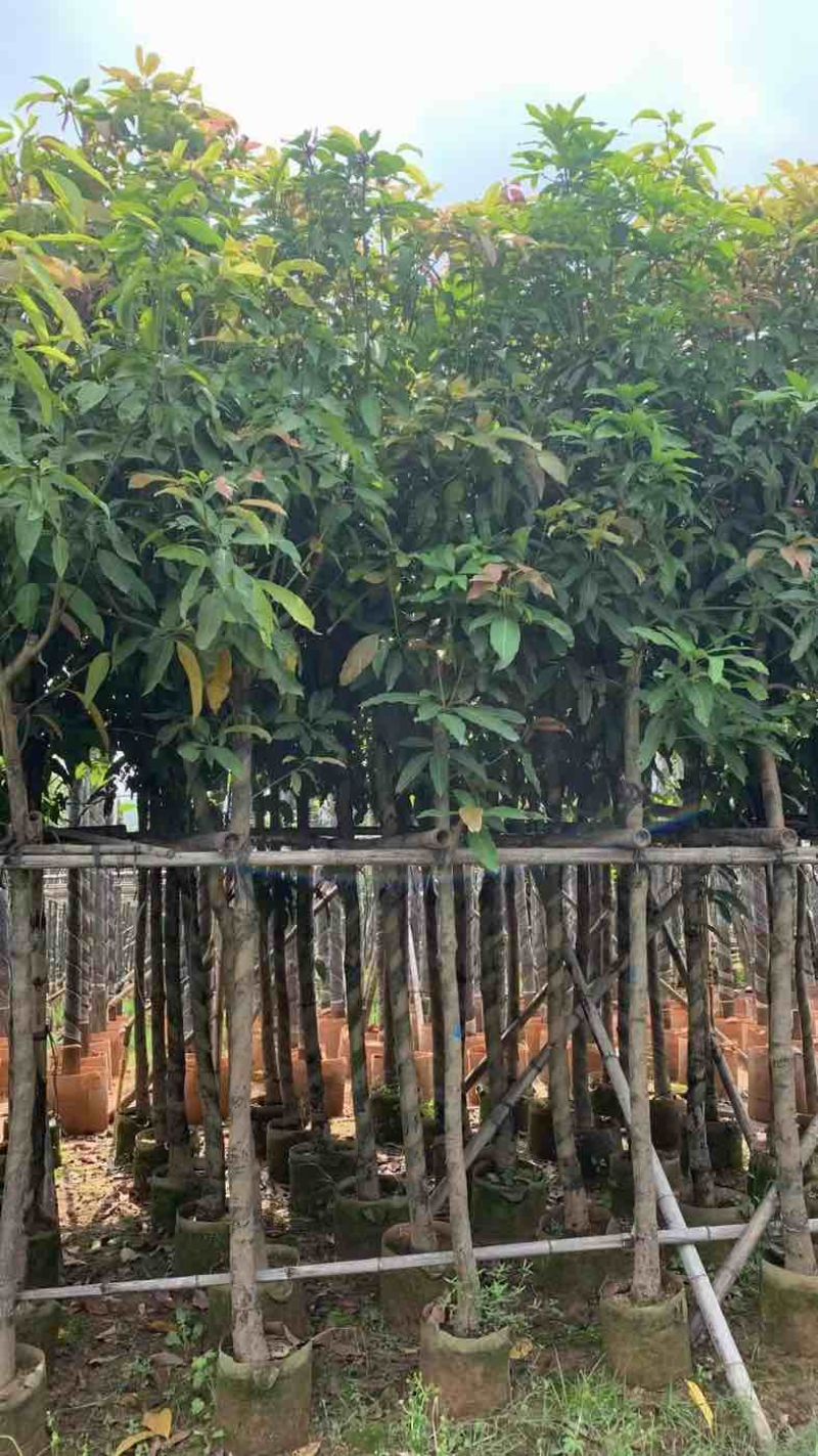 芒果树5～15公分基地直销规格齐全有需要的老板欢迎来电