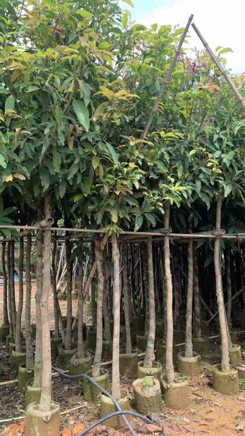 芒果树5～15公分基地直销规格齐全有需要的老板欢迎来电