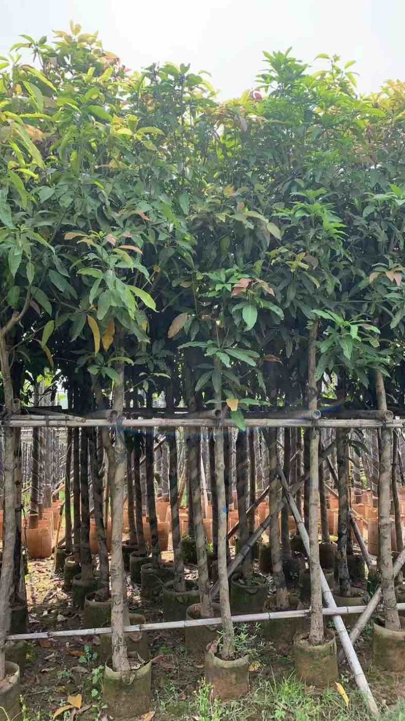 芒果树5～15公分基地直销规格齐全有需要的老板欢迎来电