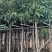 芒果树5～15公分基地直销规格齐全有需要的老板欢迎来电