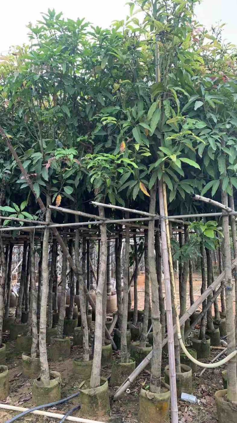 芒果树5～15公分基地直销规格齐全有需要的老板欢迎来电