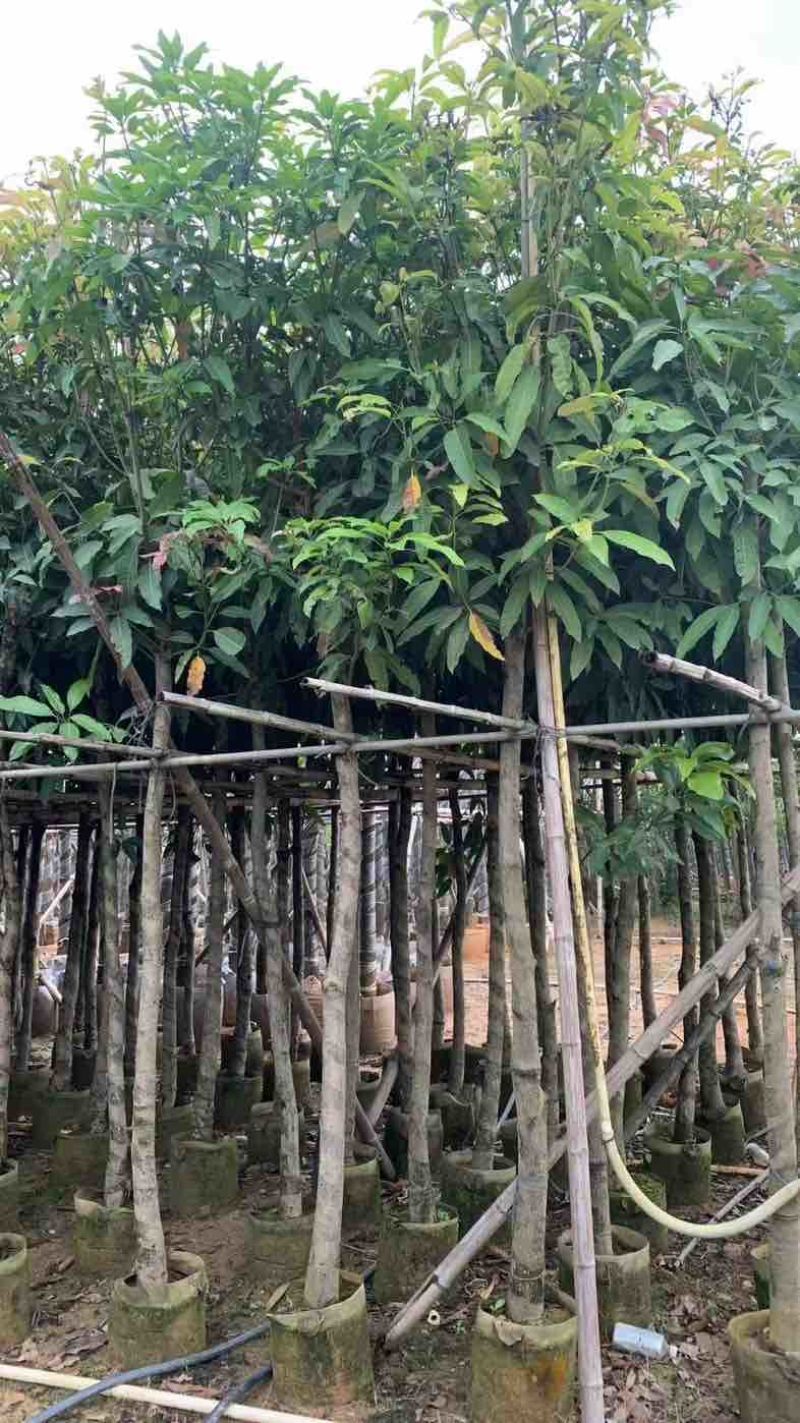 芒果树5～15公分基地直销规格齐全有需要的老板欢迎来电
