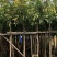 芒果树5～15公分基地直销规格齐全有需要的老板欢迎来电
