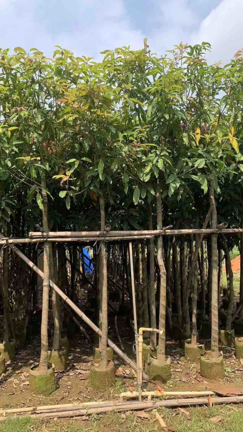 芒果树5～15公分基地直销规格齐全有需要的老板欢迎来电