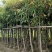 芒果树5～15公分基地直销规格齐全有需要的老板欢迎来电