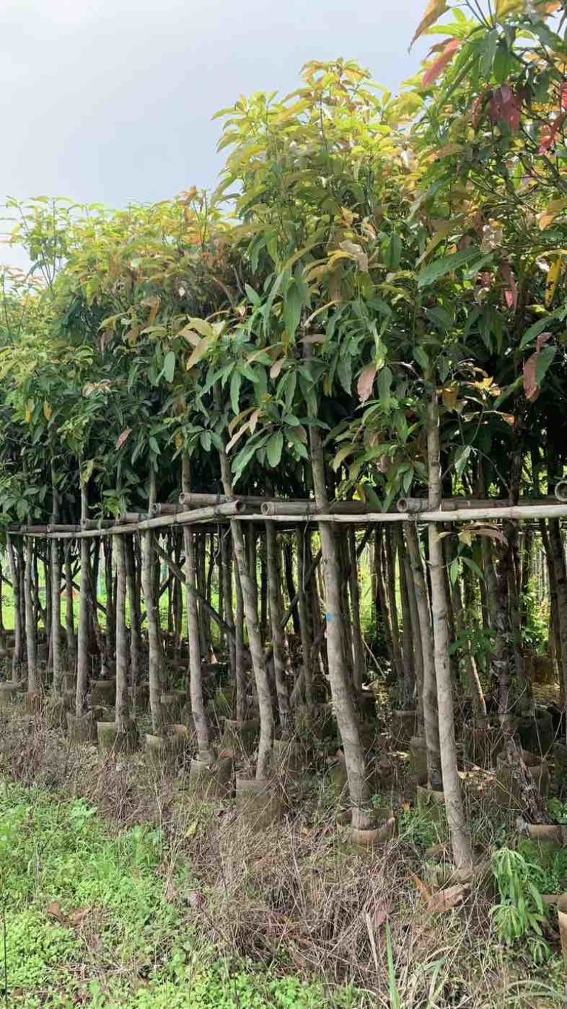 芒果树5～15公分基地直销规格齐全有需要的老板欢迎来电