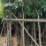 芒果树5～15公分基地直销规格齐全有需要的老板欢迎来电