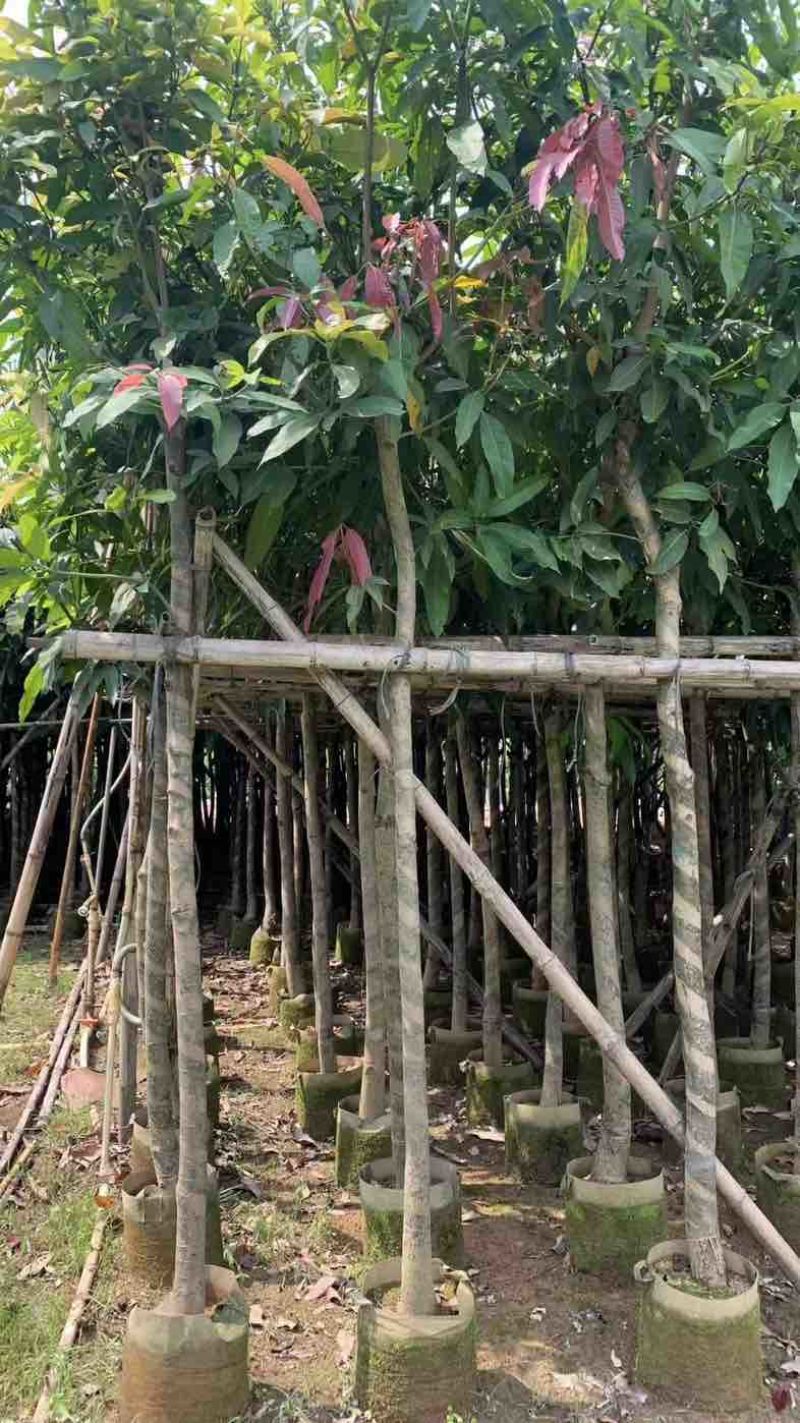 芒果树5～15公分基地直销规格齐全有需要的老板欢迎来电