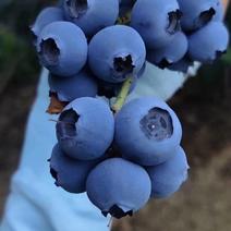 奥尼尔蓝莓