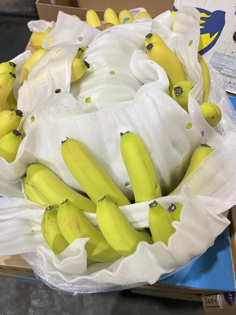 精品特价二黄蕉现货2000箱，果形全部非常漂亮，保质保量
