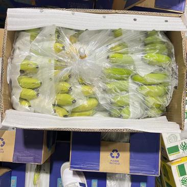 精品特价二黄蕉现货2000箱，果形全部非常漂亮，保质保量