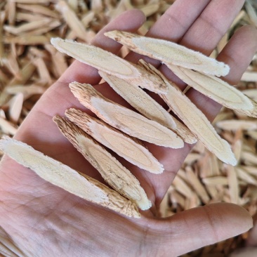 品质保证正品黄芪24小时在线服务货源充足