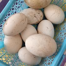 家养土鹅蛋。