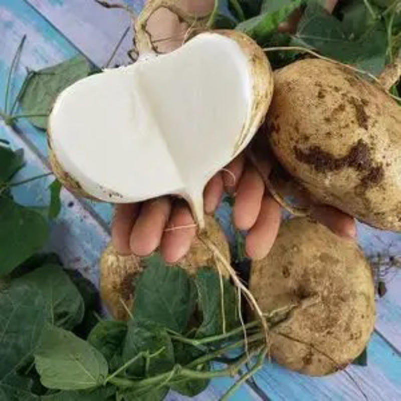 优选推荐广东湛江精品凉薯地瓜豆薯一手货源全国发货
