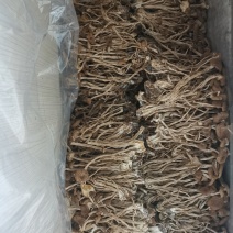 茶树菇