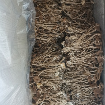 茶树菇