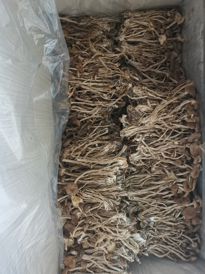 茶树菇