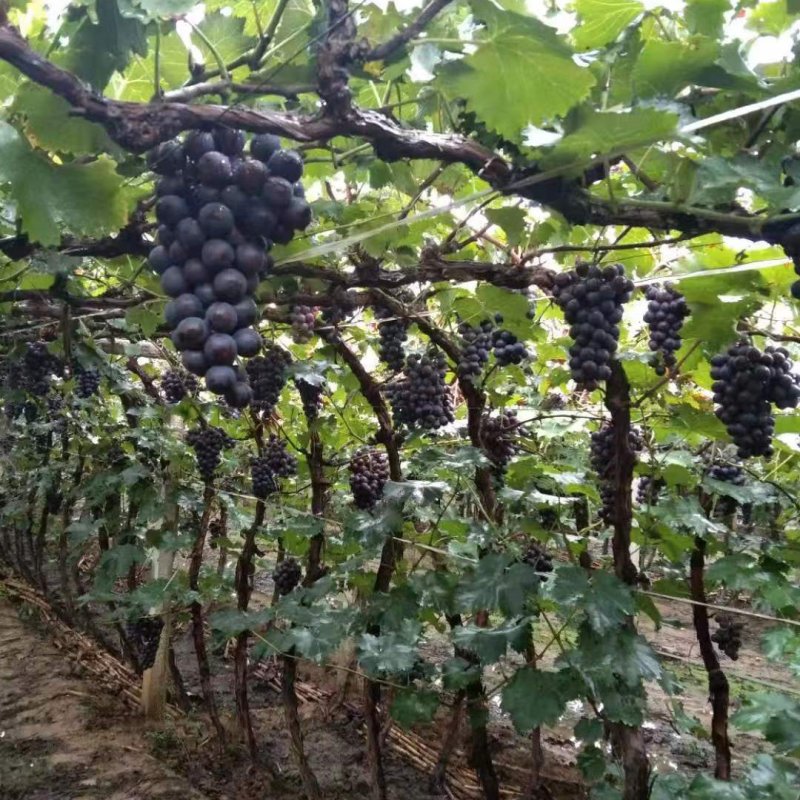 巨峰辽峰快苗贝达老根淘汰葡萄树动迁移植大量供货