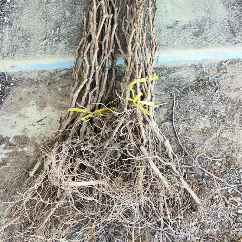 巨峰辽峰快苗贝达老根淘汰葡萄树动迁移植大量供货
