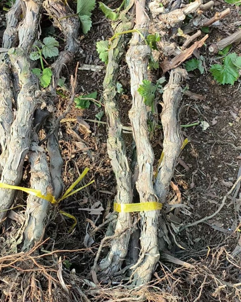 巨峰辽峰快苗贝达老根淘汰葡萄树动迁移植大量供货