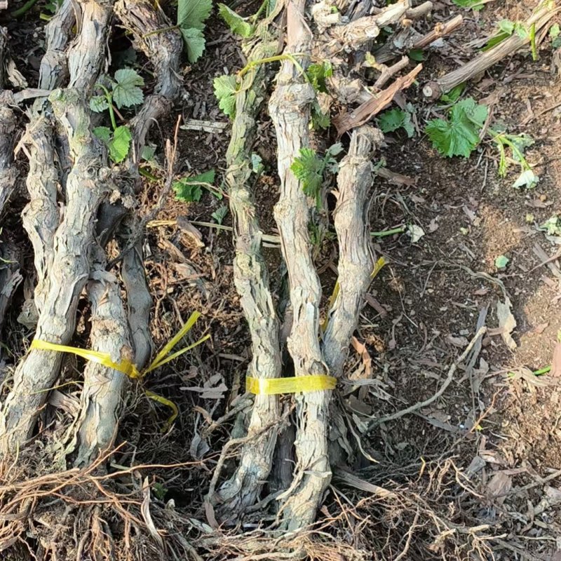 巨峰辽峰快苗贝达老根淘汰葡萄树动迁移植大量供货