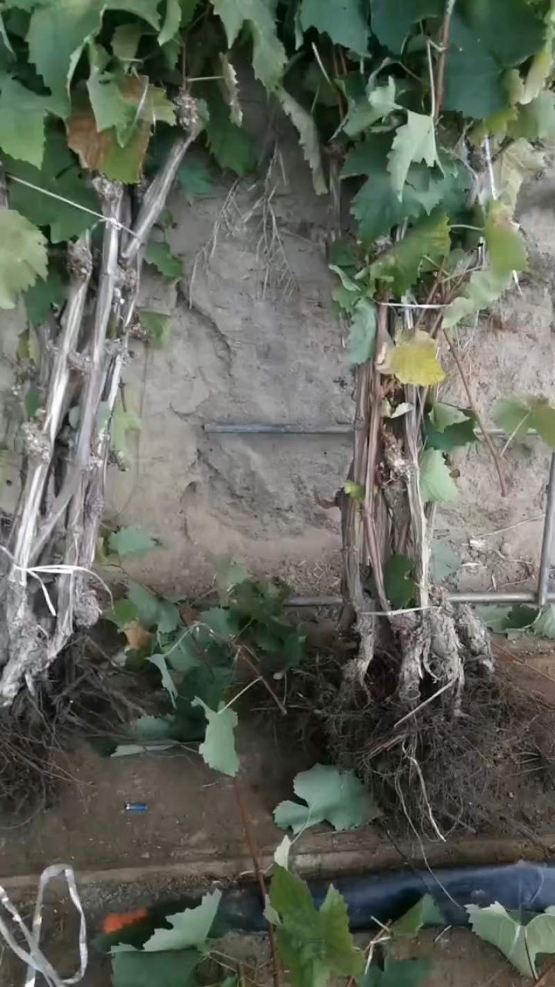 巨峰辽峰快苗贝达老根淘汰葡萄树动迁移植大量供货
