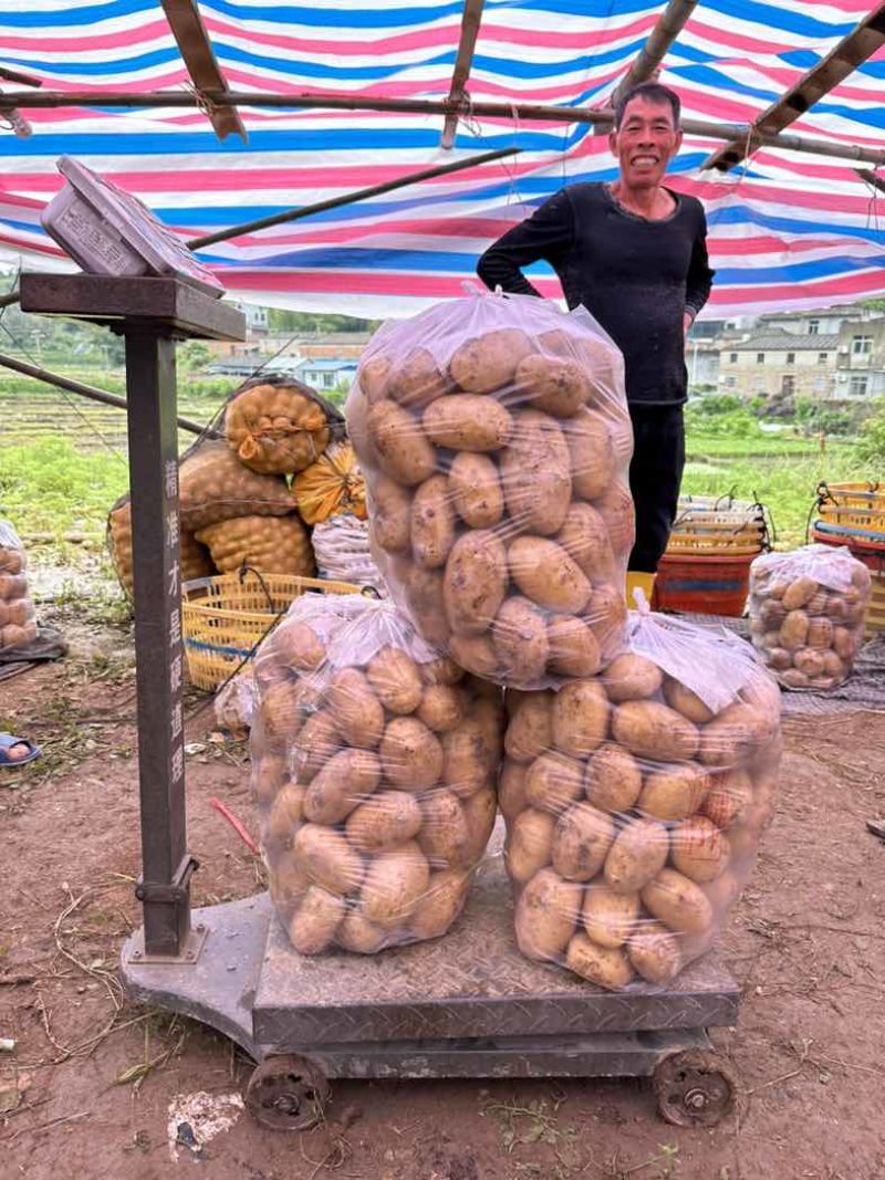 新土豆🥔实验一纯黄皮黄心不空心产地直发货源充足欢迎选购