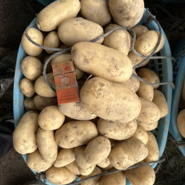 新土豆🥔实验一纯黄皮黄心不空心产地直发货源充足欢迎选购