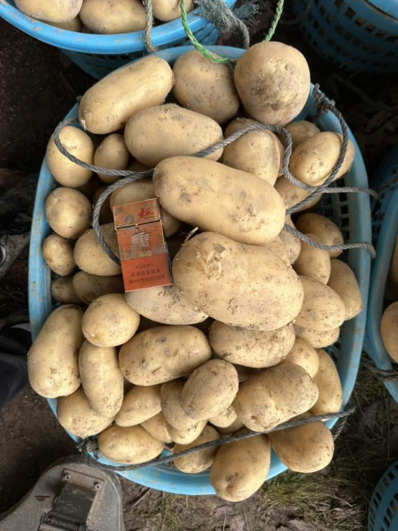 新土豆🥔实验一纯黄皮黄心不空心产地直发货源充足欢迎选购