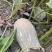 云南高山蜜本南瓜，电商，市场