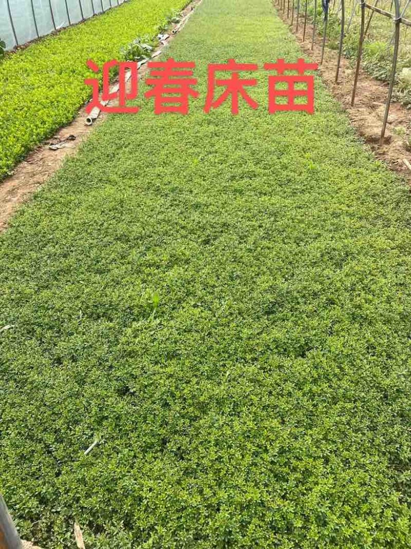 瓜子黄杨床苗，瓜子黄杨球，瓜子黄杨苗
