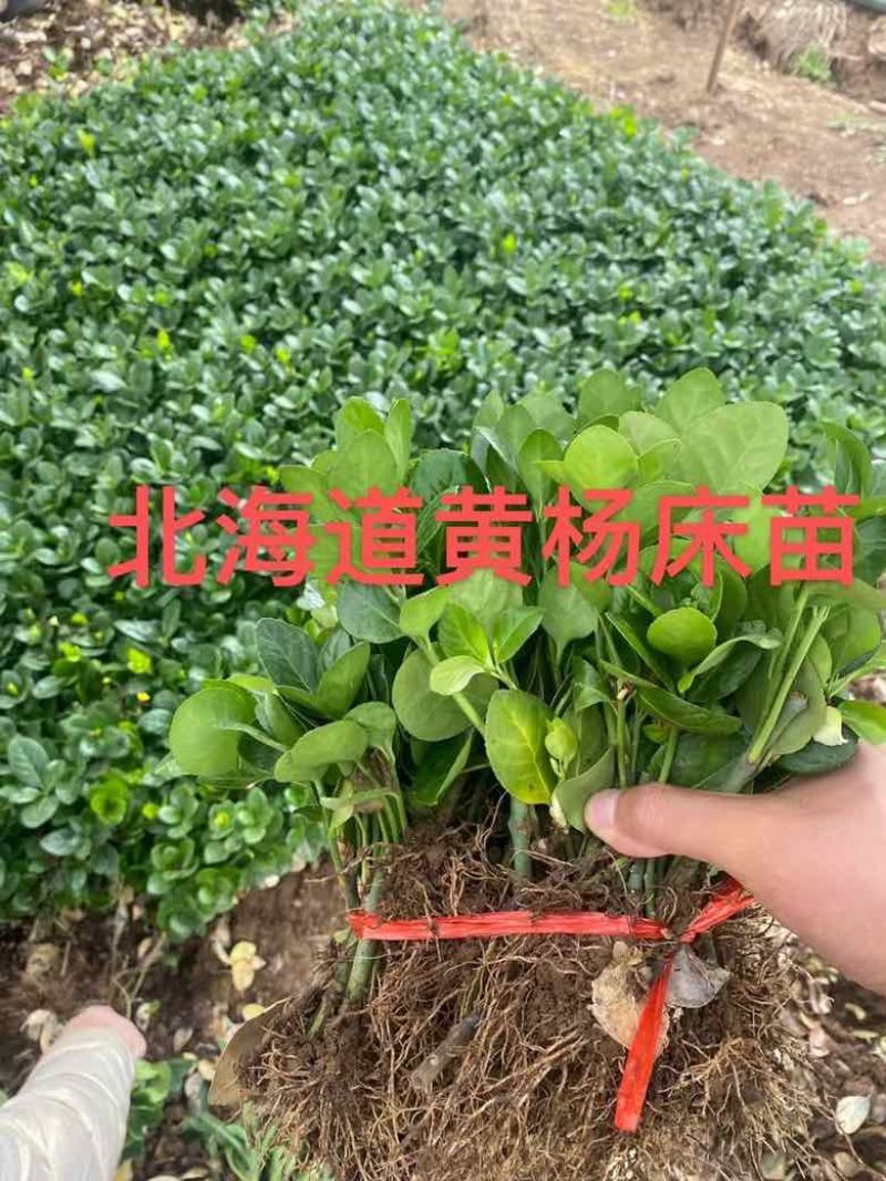 瓜子黄杨床苗，瓜子黄杨球，瓜子黄杨苗