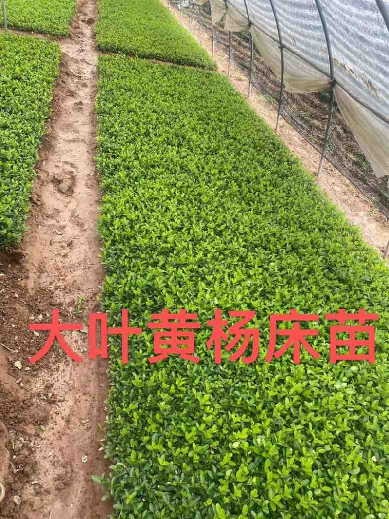 瓜子黄杨床苗，瓜子黄杨球，瓜子黄杨苗
