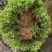 瓜子黄杨床苗，瓜子黄杨球，瓜子黄杨苗