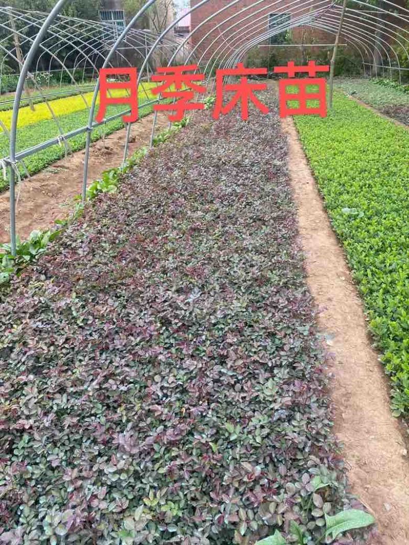 瓜子黄杨床苗，瓜子黄杨球，瓜子黄杨苗