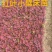 瓜子黄杨床苗，瓜子黄杨球，瓜子黄杨苗