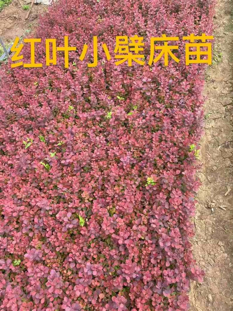瓜子黄杨床苗，瓜子黄杨球，瓜子黄杨苗