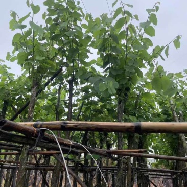 宫粉紫荆5～6公分基地直销规格齐全欢迎老板来电咨询