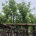 宫粉紫荆5～6公分基地直销规格齐全欢迎老板来电咨询