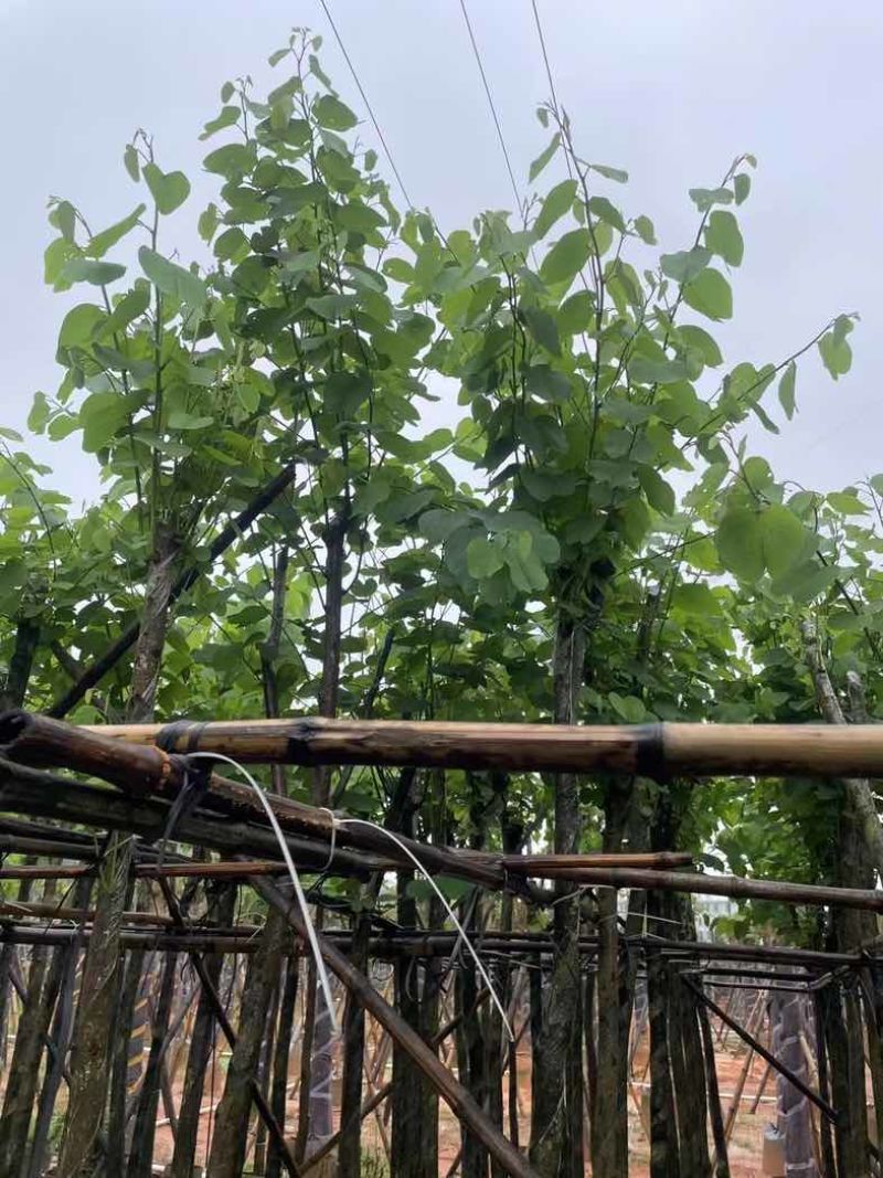 宫粉紫荆5～6公分基地直销规格齐全欢迎老板来电咨询