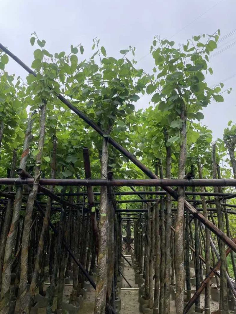 宫粉紫荆5～6公分基地直销规格齐全欢迎老板来电咨询
